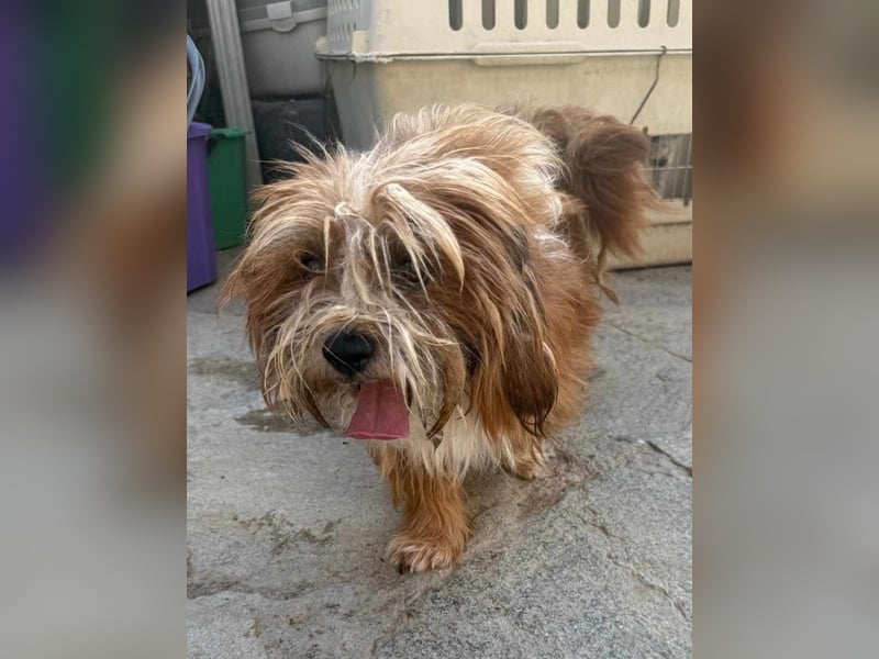 ⭐️LION⭐️, Rüde, 3 Jahre, 30 cm, Mischling, Tierschutz