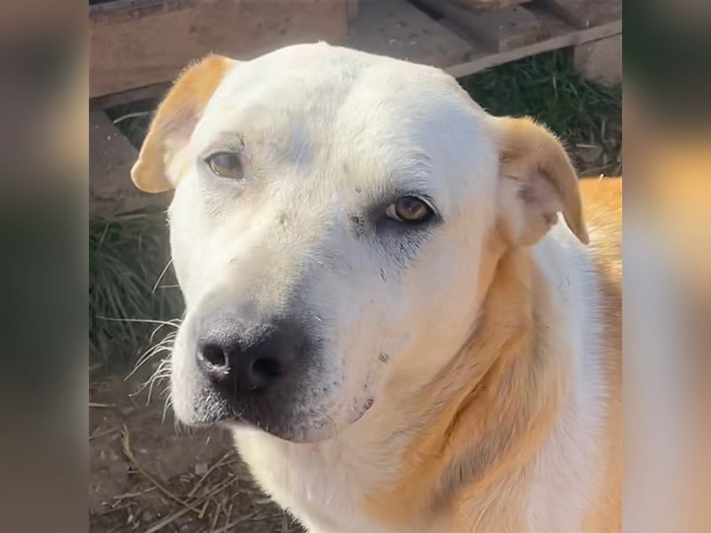 Ikarus, geb. ca. 04/2019, lebt in GRIECHENLAND, auf einem Gelände, auf dem die Hunde notdürftig vers