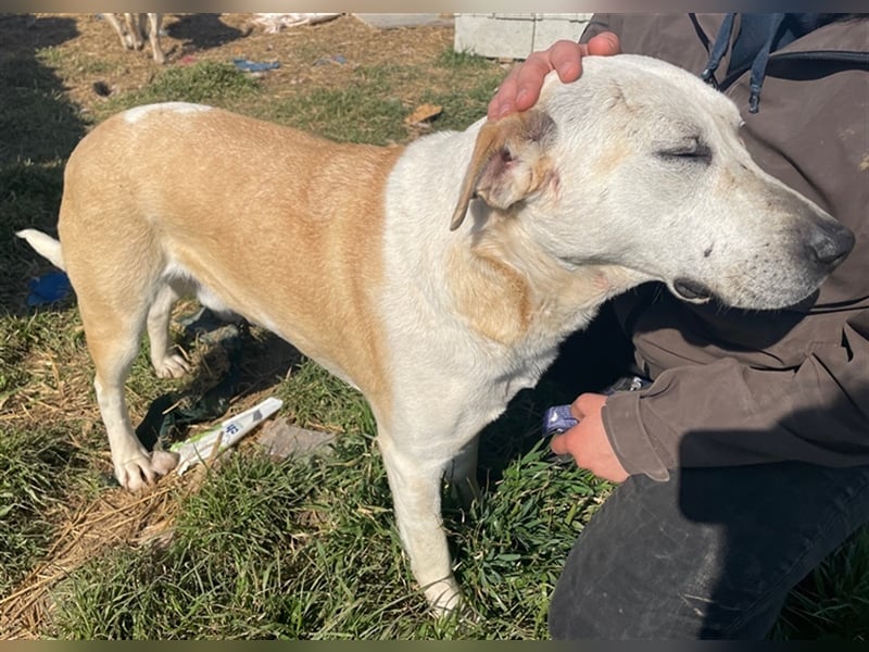 Ikarus, geb. ca. 04/2019, lebt in GRIECHENLAND, auf einem Gelände, auf dem die Hunde notdürftig vers