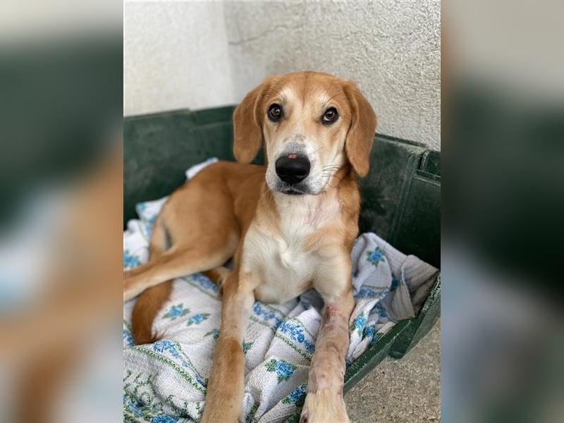 Jax, geb. ca. 07/2022, lebt in GRIECHENLAND, im städt. Tierheim Serres