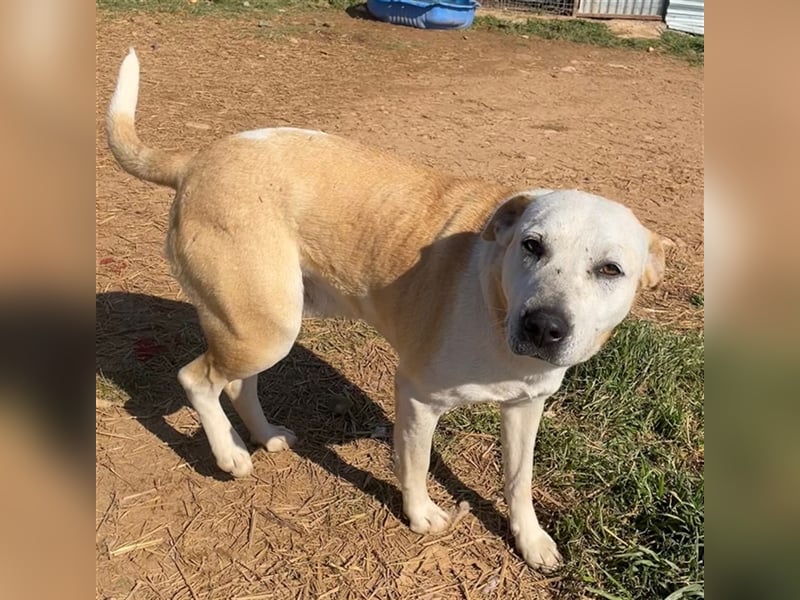 Ikarus, geb. ca. 04/2019, lebt in GRIECHENLAND, auf einem Gelände, auf dem die Hunde notdürftig vers