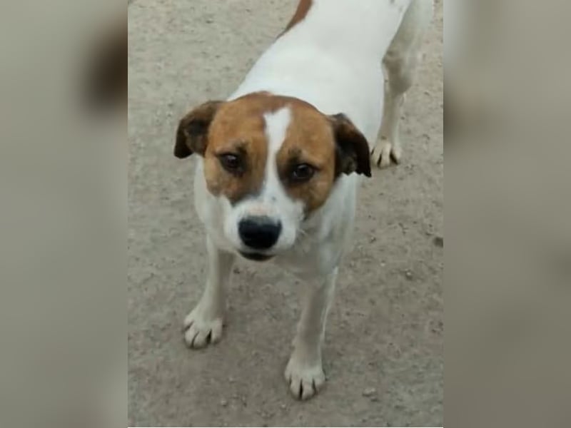 ZEBU, Rüde, 3 Jahre, 38 cm, Mischling, Tierschutz