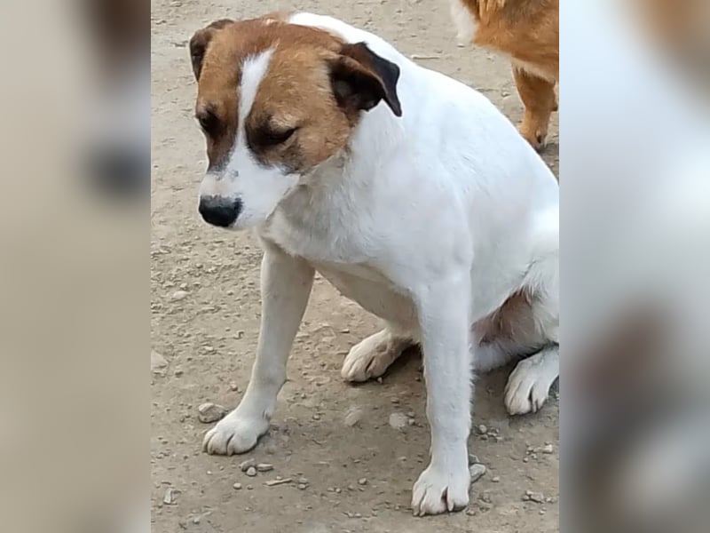 ZEBU, Rüde, 3 Jahre, 38 cm, Mischling, Tierschutz