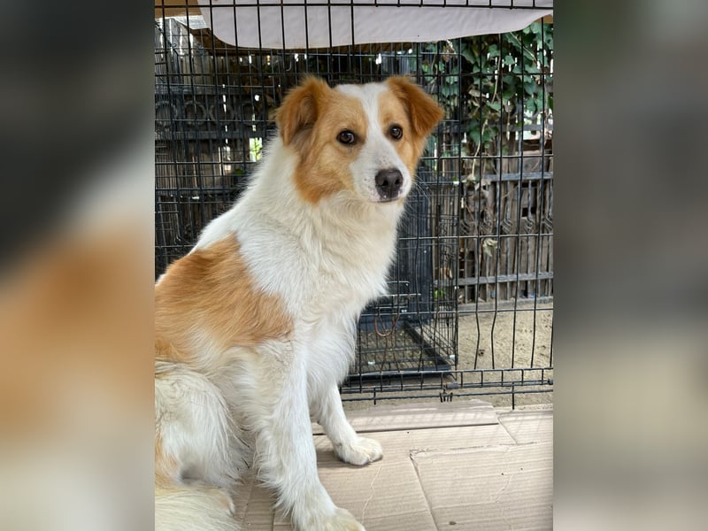 ENFY, Rüde, 1,5 Jahre, 38 cm, Mischling, Tierschutz
