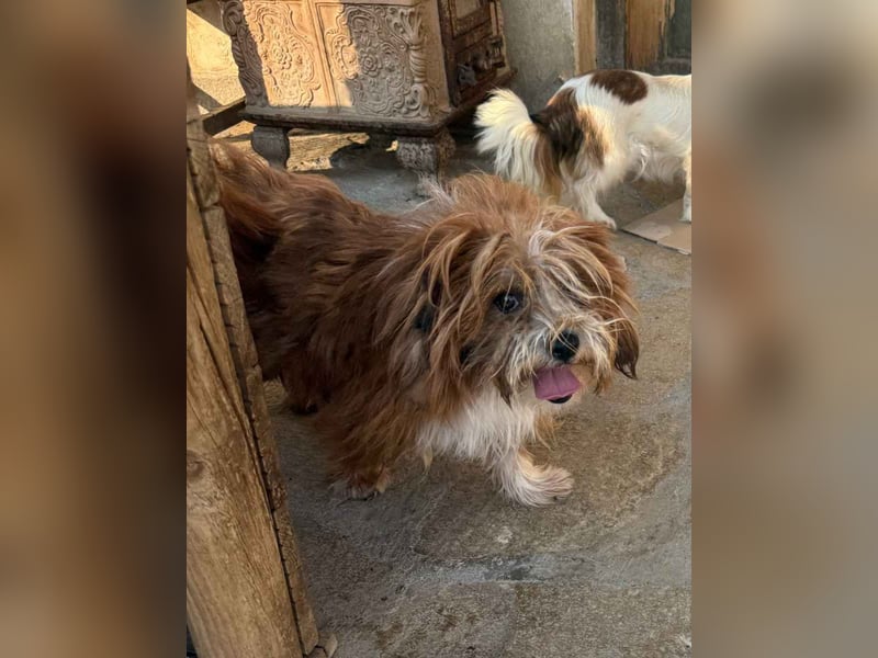 ⭐️LION⭐️, Rüde, 3 Jahre, 30 cm, Mischling, Tierschutz