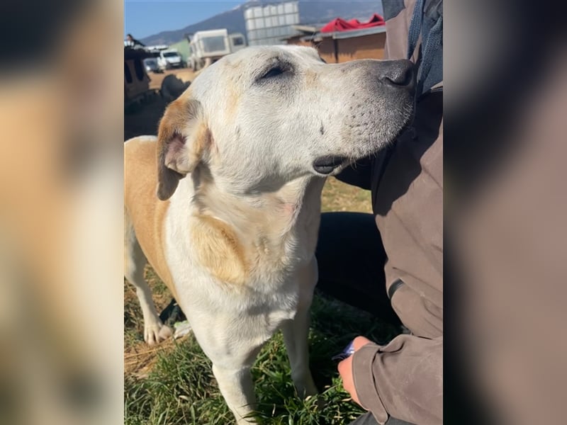 Ikarus, geb. ca. 04/2019, lebt in GRIECHENLAND, auf einem Gelände, auf dem die Hunde notdürftig vers