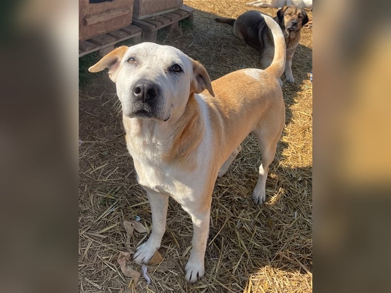 Ikarus, geb. ca. 04/2019, lebt in GRIECHENLAND, auf einem Gelände, auf dem die Hunde notdürftig vers