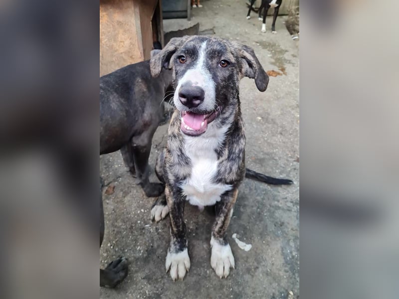 BALOO