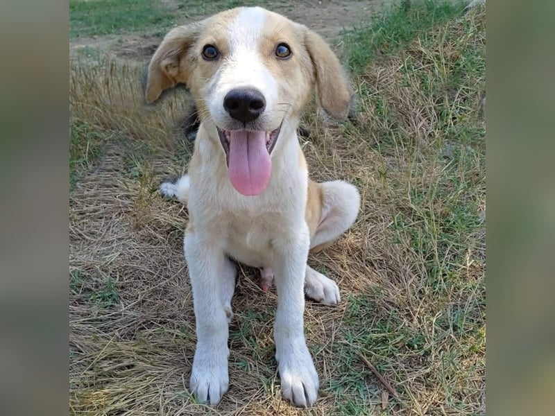 Linus - griech. Schäferhund-Mischling