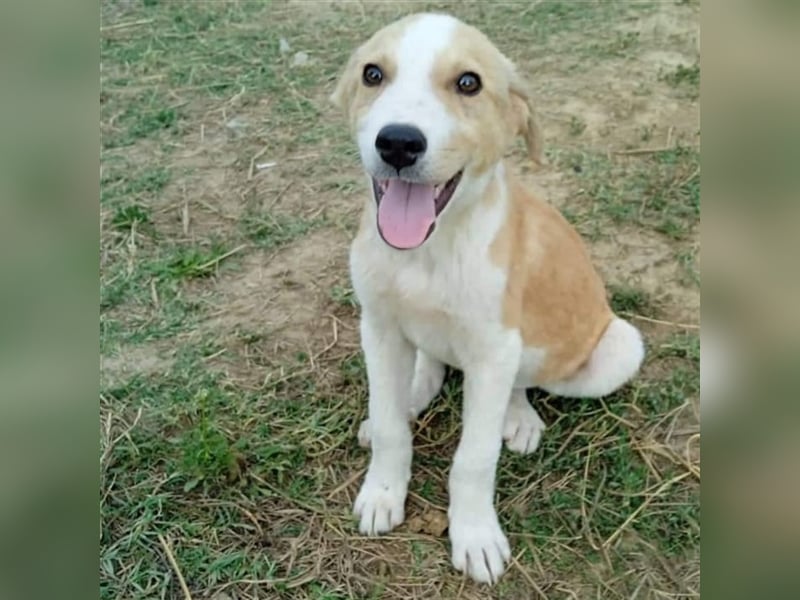 Linus - griech. Schäferhund-Mischling