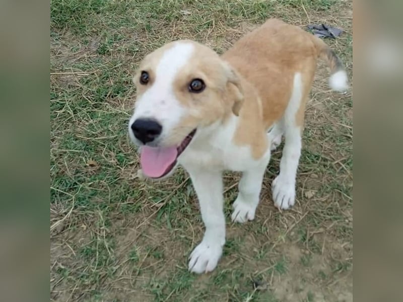 Linus - griech. Schäferhund-Mischling