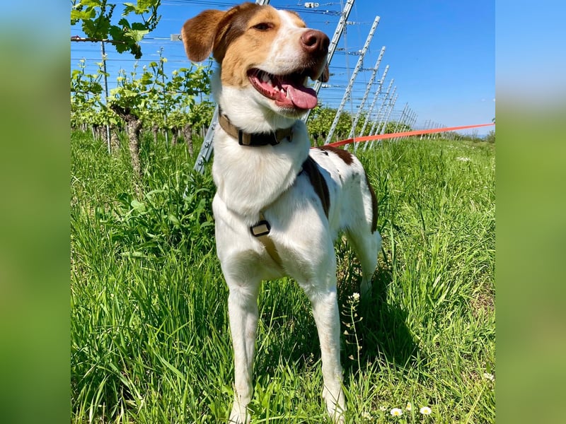 Eddy - Mischling- sucht ein Zuhause