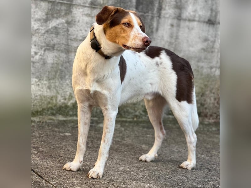Eddy - Mischling- sucht ein Zuhause
