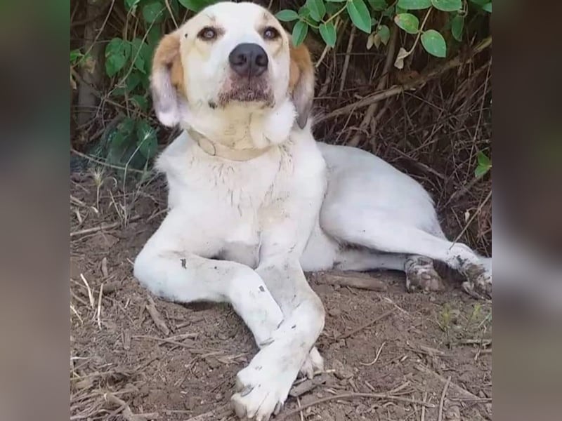 Simba- Mischlingshund sucht ein Zuhause/Pflegestelle