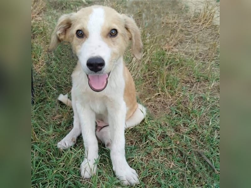 Linus - griech. Schäferhund-Mischling
