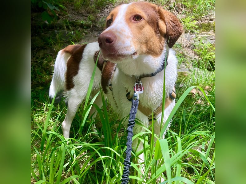 Eddy - Mischling- sucht ein Zuhause
