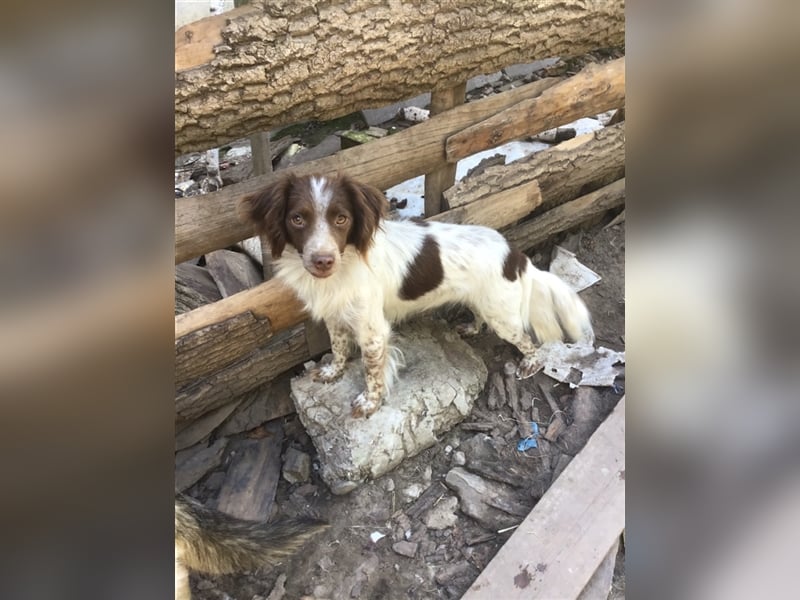 Münsterländer Erik