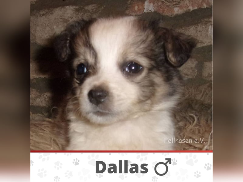 DALLAS ❤  wartet in 53804 Much auf Dich