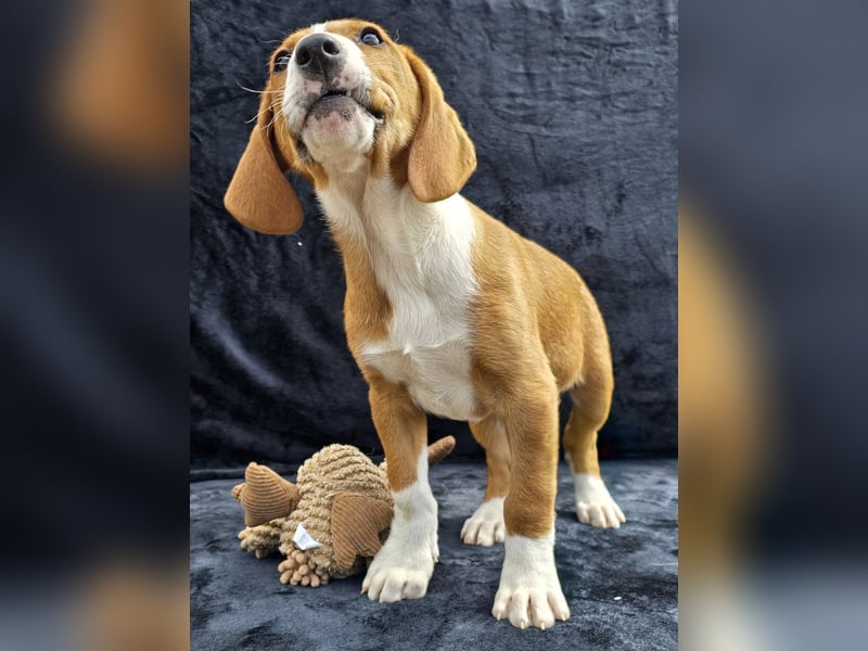 Vincent – Ein kleiner Charmeur mit großer Abenteuerlust sucht sein Zuhause