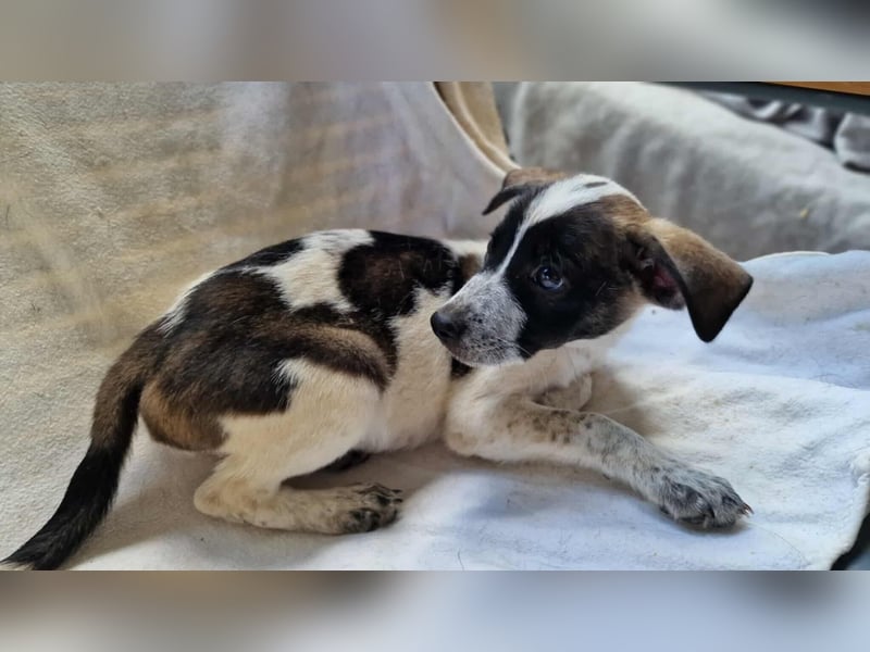 ULE ❤ Eilig! sucht Zuhause oder Pflegestelle