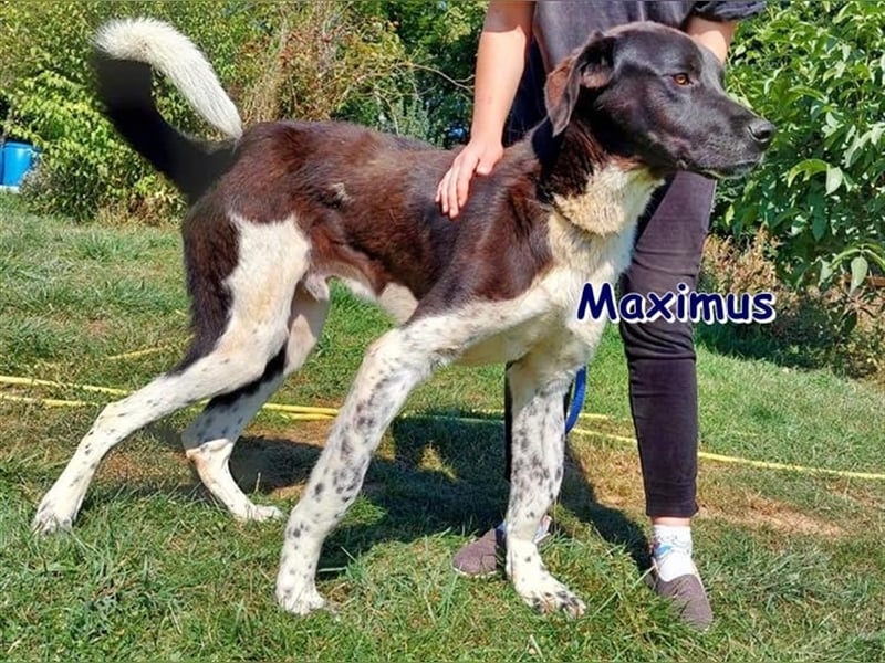MAXIMUS ❤ sucht Zuhause oder Pflegestelle