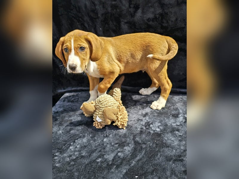 Vincent – Ein kleiner Charmeur mit großer Abenteuerlust sucht sein Zuhause