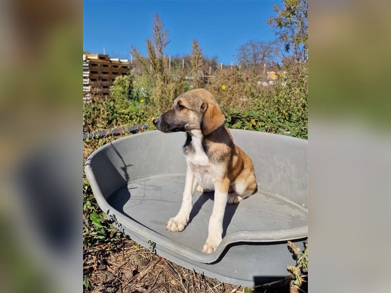 YANG ❤ sucht Zuhause oder Pflegestelle