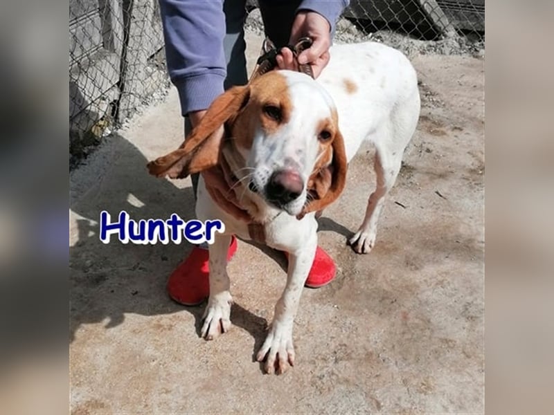 HUNTER ❤ Super EILIG! sucht Zuhause oder Pflegestelle