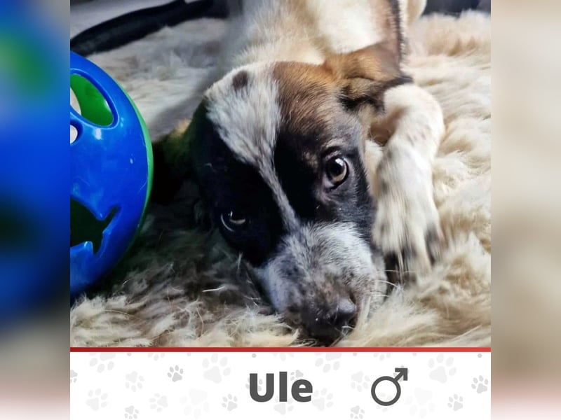 ULE ❤ Eilig! sucht Zuhause oder Pflegestelle