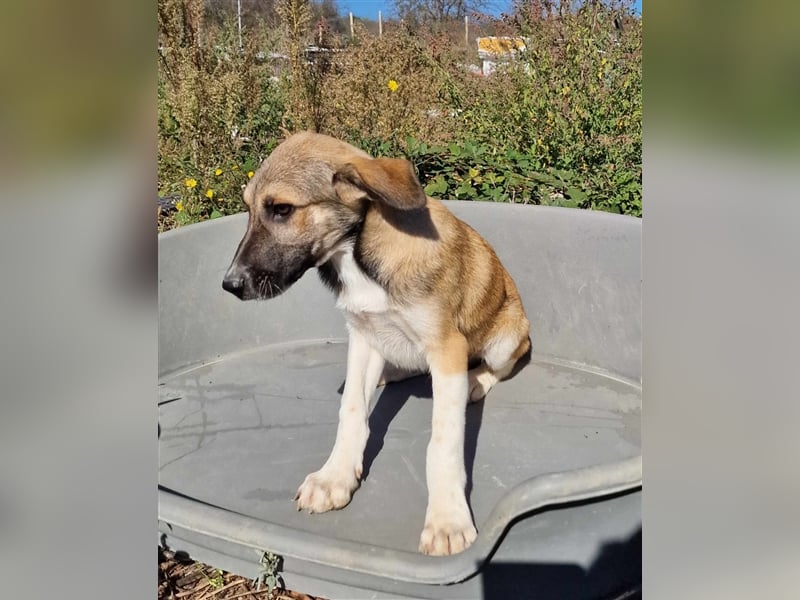 YANG ❤ sucht Zuhause oder Pflegestelle