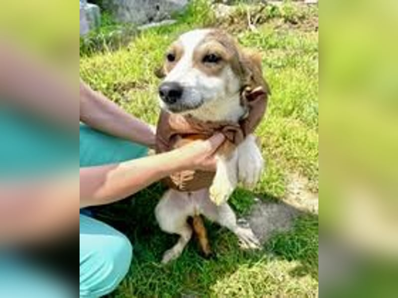 GIOTTO ❤ EILIG! sucht Zuhause oder Pflegestelle