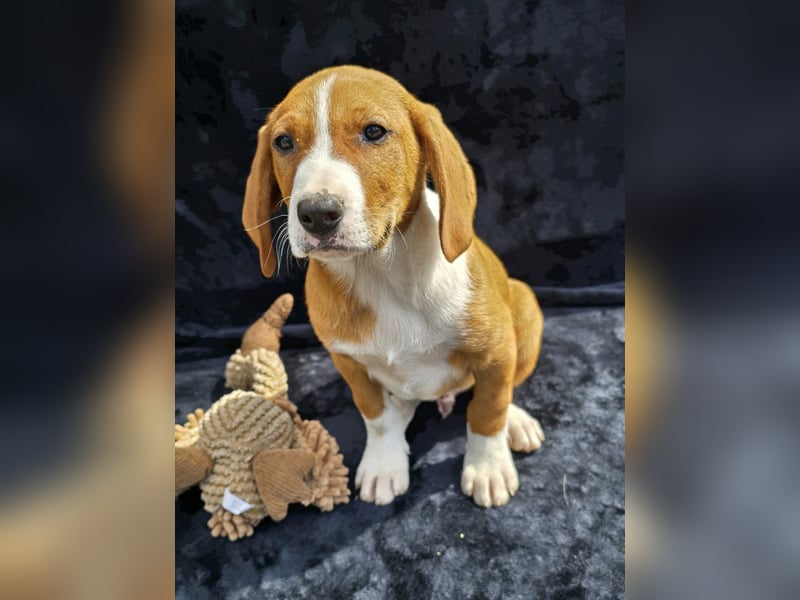 Vincent – Ein kleiner Charmeur mit großer Abenteuerlust sucht sein Zuhause