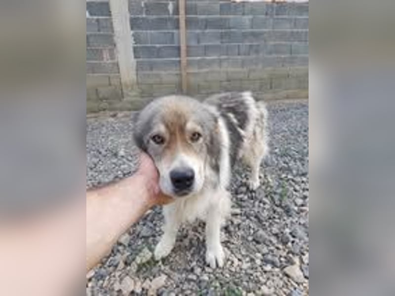 ROBI ❤ EILIG! sucht Zuhause oder Pflegestelle