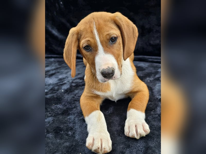 Vincent – Ein kleiner Charmeur mit großer Abenteuerlust sucht sein Zuhause