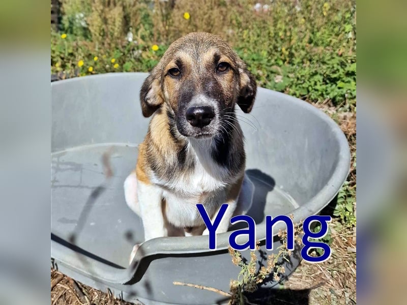 YANG ❤ sucht Zuhause oder Pflegestelle