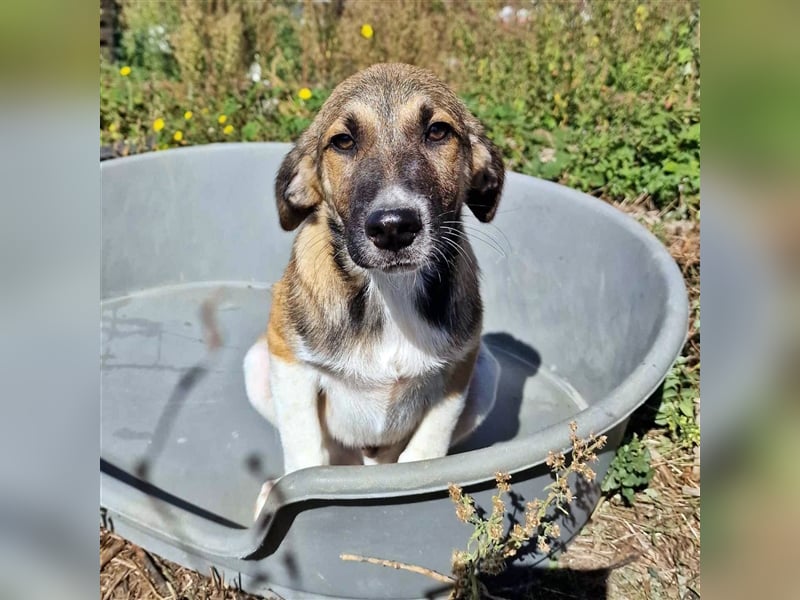 YANG ❤ sucht Zuhause oder Pflegestelle