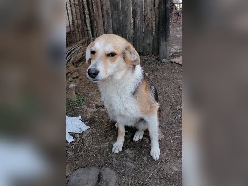 GOGO ❤ sucht Zuhause oder Pflegestelle