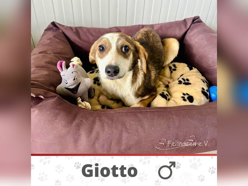 GIOTTO ❤ EILIG! sucht Zuhause oder Pflegestelle