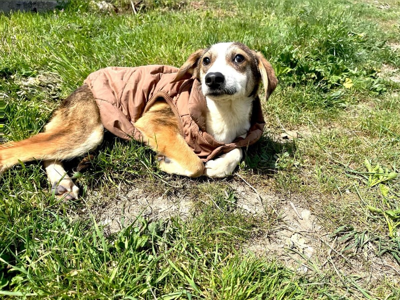 GIOTTO ❤ EILIG! sucht Zuhause oder Pflegestelle