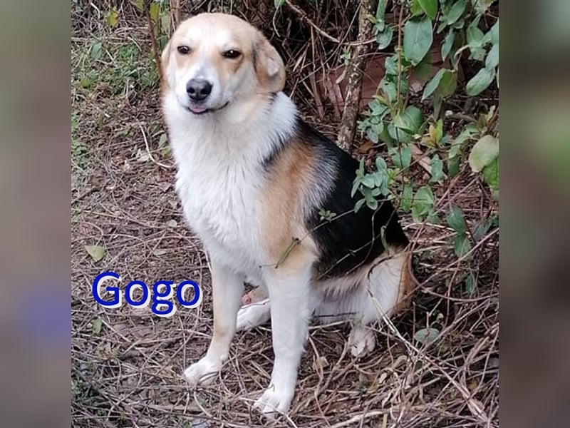 GOGO ❤ sucht Zuhause oder Pflegestelle