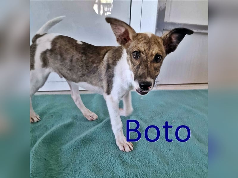 BOTO ❤ EILIG!sucht Zuhause oder Pflegestelle