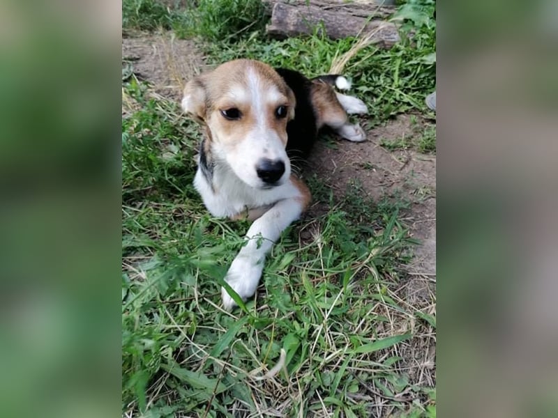 GOGO ❤ sucht Zuhause oder Pflegestelle