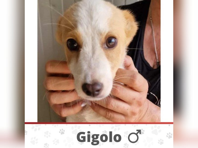 GIGOLO ❤ Eilig! sucht Zuhause oder Pflegestelle