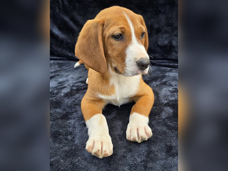Vincent – Ein kleiner Charmeur mit großer Abenteuerlust sucht sein Zuhause