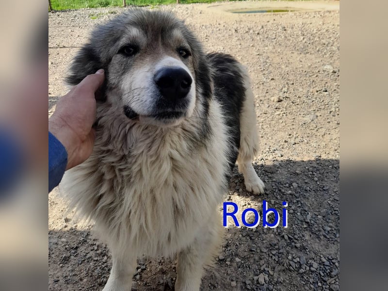 ROBI ❤ EILIG! sucht Zuhause oder Pflegestelle