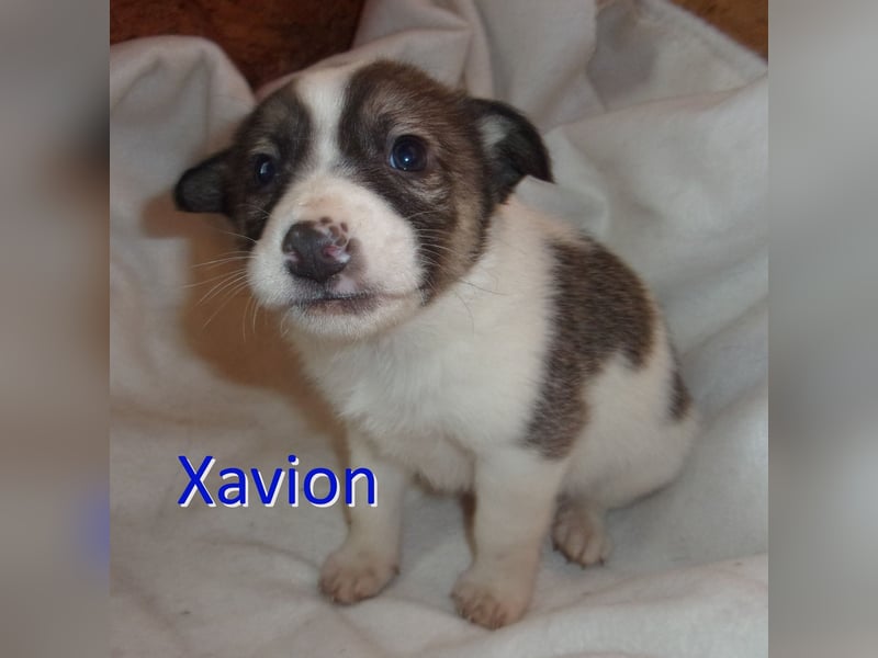 XAVION ❤ sucht Zuhause oder Pflegestelle