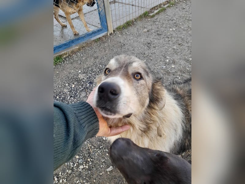 ROBI ❤ EILIG! sucht Zuhause oder Pflegestelle