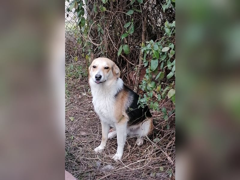 GOGO ❤ sucht Zuhause oder Pflegestelle