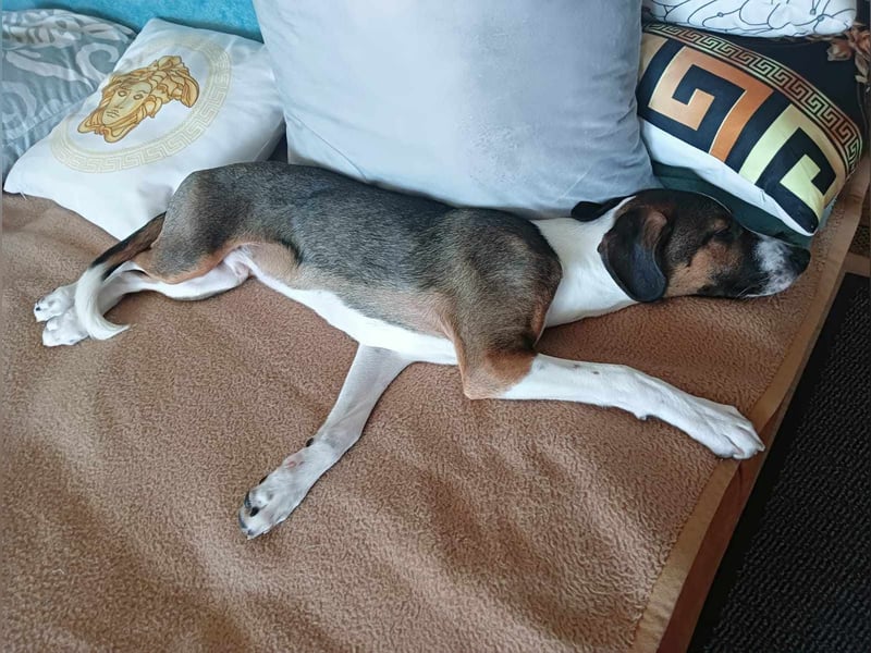 GARCIO ❤️  wartet in 30171 Hannover auf Dich