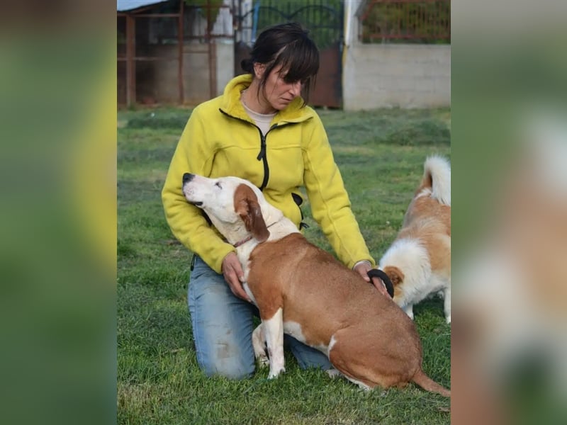 „Lepi“, sollte für die Jagd missbraucht werden